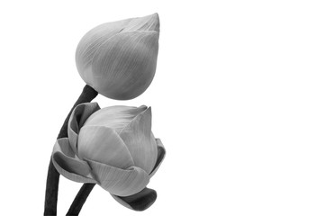 Black and white lotus flower fold and buds isolated on white background with clipping path inside.