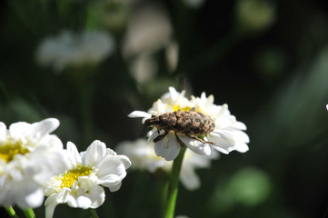 Fototapeta premium insect on a beautiful flower closeup