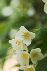 Obraz premium Jasmin tree blooming at mid spring. Close-up, selective focus, no people,