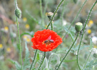 a bee on a red poppy