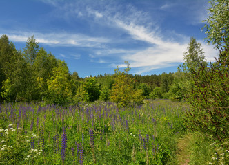 Beautiful blooming meadow with lupin flowers in the forest.
