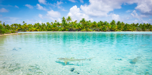 Sharks in shallow water close to tropical atoll with coconut palm trees. Fakarava, French Polynesia