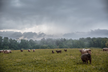 Animals