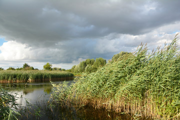 Obraz premium Lake with cane, reeds, bulrush in stormy weather.
