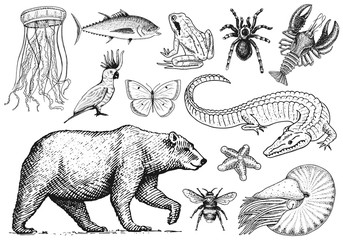 Obraz premium Set of animals. Reptile amphibian mammal insect. Bug Bear shell jellyfish crocodile butterfly fish lobster spider. Classification of wild creatures and biology. Engraved hand drawn old vintage sketch.