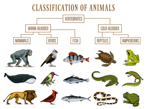Classification of Animals. Reptiles amphibians mammals birds. Crocodile Fish Lion Whale Snake Frog. Education diagram of biology. Engraved hand drawn old vintage sketch. Chart of Wild creatures.