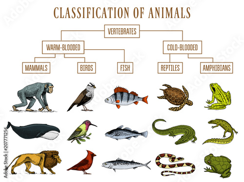  Classification Of Animals Reptiles Amphibians Mammals Birds 
