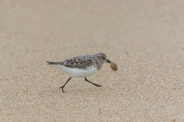Calidris alba, Sanderling, bird eating a shellfish on the beach 
