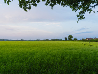 Dusk descends over a field of young green wheat on a spring evening.