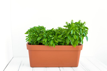 Growing herb in planter in a kitchen garden. Flower pot with basil plant against white wall - obrazy, fototapety, plakaty
