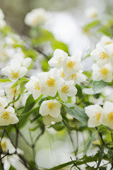 Jasmin tree blooming at  mid spring. Close-up, selective focus, no people,
