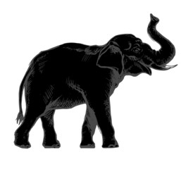 Black elephant