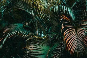 Deep dark green palm leaves pattern. Creative layout, horizontal