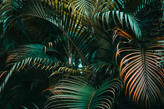 Fototapeta Ciemnozielony wzór liści palmowych. Układ kreatywny, poziomy