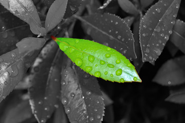 Gotas de agua en hoja de aligustre japones con fondo en blanco y negro