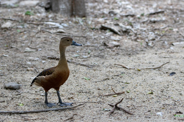 Cinnamon Teal Stand on stone and swim in the waters.