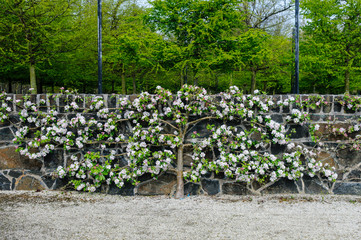 Apple tree trained along a south facing wall as an espalier