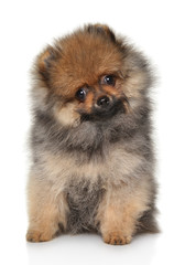 Obraz premium Tiny Spitz puppy on white background