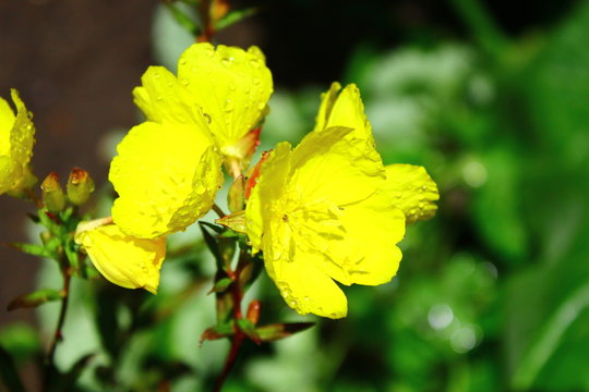 Blume gelb