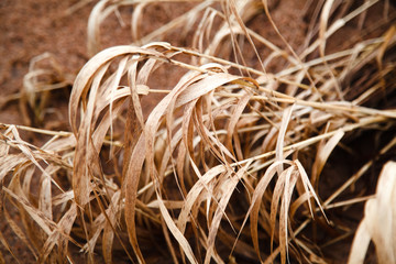 Dried cane growing near the lake. Selective focus, melancholic concept.