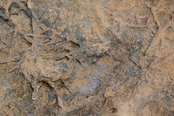 Texture of a rock at the seashore