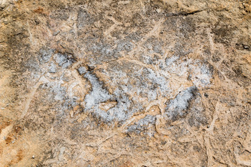 Texture of a rock at the seashore
