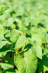 young buckwheat sprouts in the field close up on a Sunny day