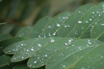 drops of water on a leaf