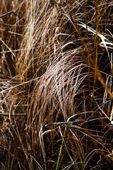 Dried cane growing near the lake. Selective focus, melancholic concept.