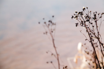 Obraz premium Dried cane growing near the lake. Selective focus, melancholic concept.