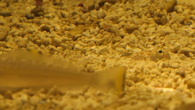 Yellow colour color Lesser weever or Sting fish, Echiichthys vipera is digging itself into sand gravel at the bottom of the sea or aquarium