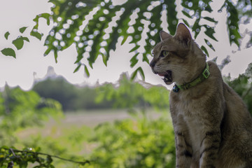 Domestic cat  yawn on the ground