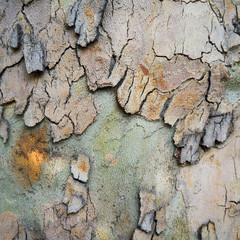 Abstract texture with natural pattern of old tree bark for background   