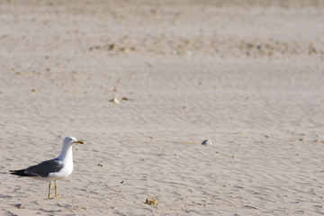 Una gaviota posada sobre la arena de la playa