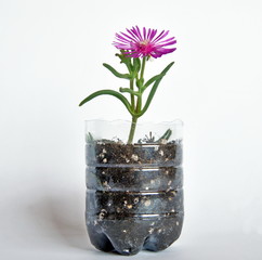 un fiore cresciuto dentro un vaso  ricavato da una bottiglia di plastica