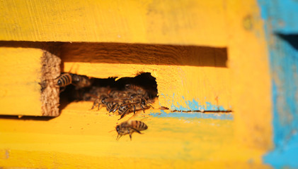 пчёлы живут в улье из дерева  © Anna81