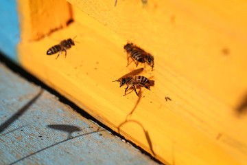 пчёлы живут в улье из дерева  © Anna81