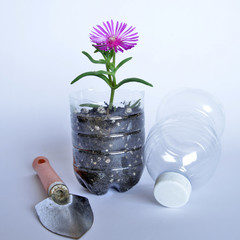 un fiore cresciuto dentro un vaso  ricavato da una bottiglia di plastica