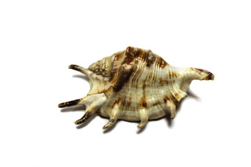 sea shell isolated on white background