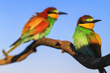 colored birds sit on a dry branch