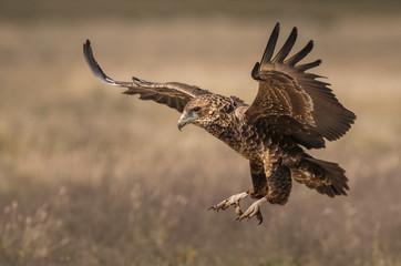 Juv bateleur landing