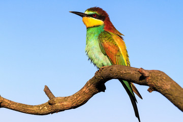 Obraz premium exotic bird sits on a branch in the spring morning
