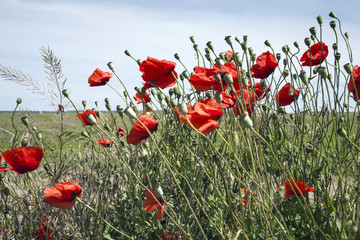 Naklejka premium Poppy flower field spring season