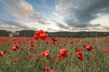 Obraz premium Poppy flower field spring season