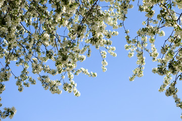 Apple blossoms. Sky. Background