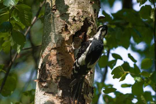 Great spotted woodpecker (Dendrocopos major) feeding hungry baby.
