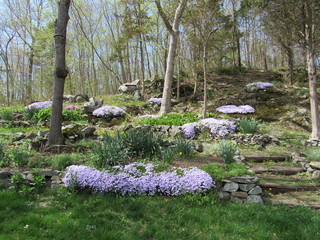 Purple creeping phlox (Phlox stolonifera) flowers in a garden with other plants, trees, and grass