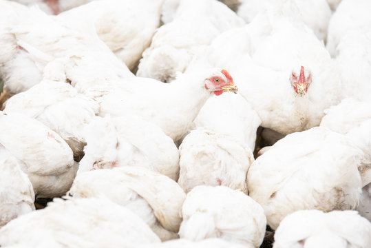 A large number of white adult broilers