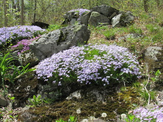 Purple creeping phlox (Phlox stolonifera) flowers in a garden with other plants, trees, and grass