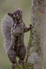 Ardilla
